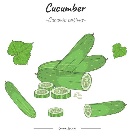 Cucumber Package. set Cucumber illustration. vector collection of Cucumber. Can be used for topics like biology or education poster.