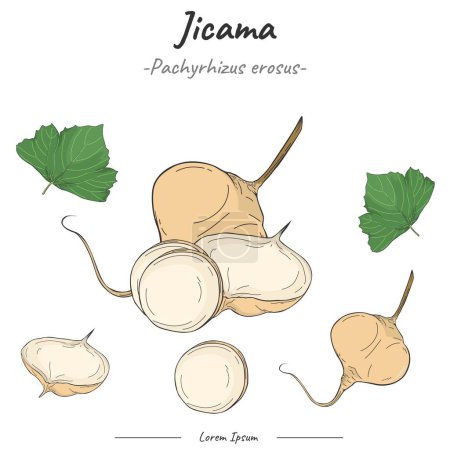 Jicama Package. set Jicama fruit  illustration. vector collection of Jicama. Can be used for topics like biology or education poster.