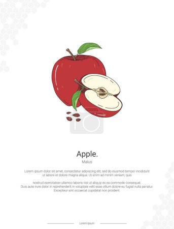 Apple - Malus illustration wall decor ideas or poster. Hand drawn Apple isolated on white background