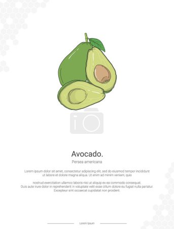 Illustration for Avocado - Persea americana illustration wall decor ideas or poster. Hand drawn Avocado isolated on white background - Royalty Free Image