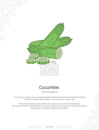 Cucumber - Cucumis sativus illustration wall decor ideas or poster. Hand drawn Cucumber isolated on white background