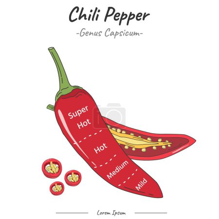 Frutipedia Chili pepper Zonas de sabor vector ilustrativo. educación alimentaria, información sobre frutas y hortalizas.