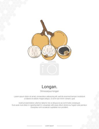 Longan - Dimocarpus longan illustration wall decor ideas or poster. Hand drawn Longan isolated on white background