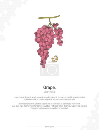 Grape - Vitis vinifera illustration wall decor ideas or poster. Hand drawn Grape isolated on white background
