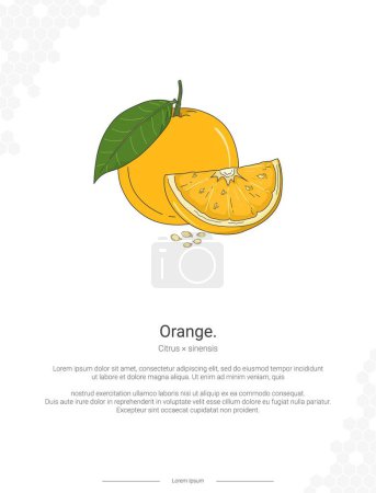 Photo for Orange - Citrus  sinensis illustration wall decor ideas or poster. Hand drawn Orange isolated on white background - Royalty Free Image