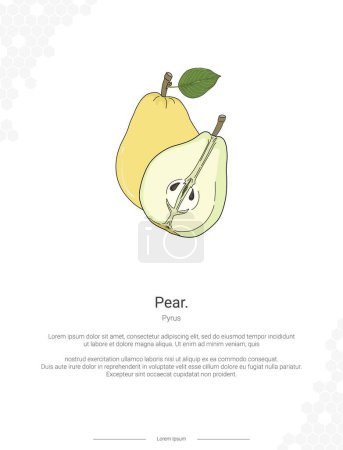 Pear - Pyrus illustration wall decor ideas or poster. Hand drawn Pear isolated on white background