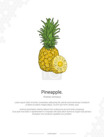 Pineapple - Ananas comosus illustration wall decor ideas or poster. Hand drawn Pineapple isolated on white background