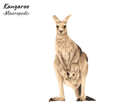 Kangaroo - Macropods illustration. Hand drawn australian animal isolated on white background