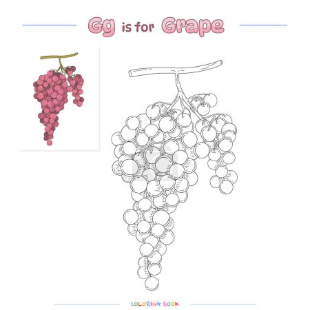 Coloring pages and learning the alphabet with cute fruits. Grapes fruit coloring page. Educational game for children. fun activities for children to play and learn.