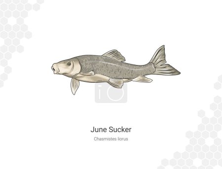 Photo for June Sucker - Chasmistes liorus illustration version 2 wall decor ideas. Hand drawn Fish isolated on white background - Royalty Free Image