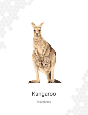 Kangaroo - Macropods illustration wall decor ideas. Hand drawn australian animal isolated on white background