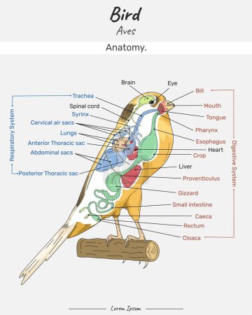 Innere Anatomie des Kanarienvogels und seine Körperabbildung mit Text. Grafik zeigt die inneren Teile eines Kanarischen Yorkshires für den naturwissenschaftlichen Biologie-Unterricht