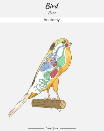 Die innere Anatomie des Kanarienvogels und seine Körperabbildung. Grafik zeigt die inneren Teile eines Kanarischen Yorkshires für den naturwissenschaftlichen Biologie-Unterricht