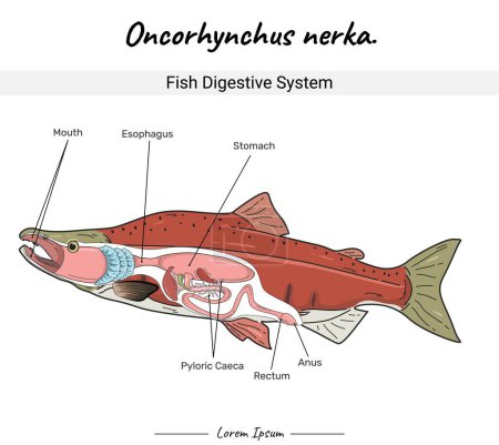Sockeye Salmon anatomy. diagram showing the Digestive system of a Sockeye Salmon with Fish body. for educational content, teaching, presentation. with a simple design
