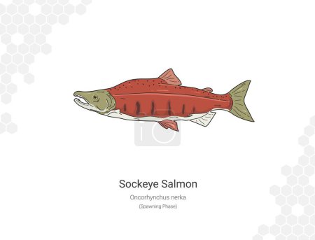 Sockeye Salmon - Oncorhynchus nerka illustration wall decor ideas. Hand drawn Fish isolated on white background