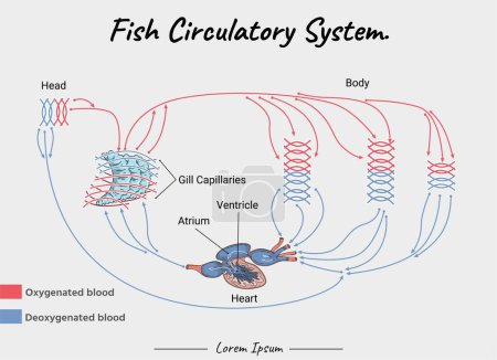 Fish Anatomy circulatory system, heart, lung, skins illustration for educational content, teaching, presentation.