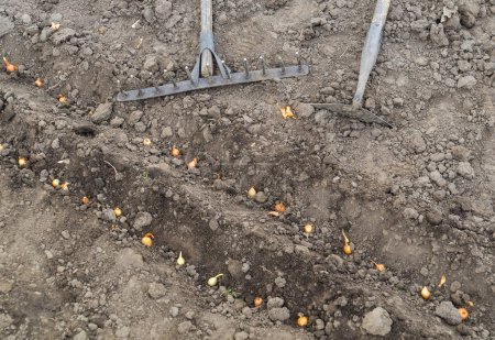 Plantation de bulbes dans des trous dans le jardin. Gros plan d'une tranchée avec des oignons dans le sol après la plantation au début du printemps et des outils de jardinage.