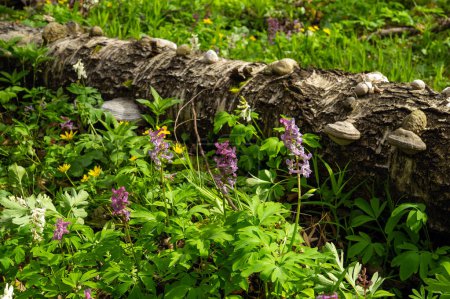 Corydalis-Blumen blühen im Wald auf dem Rasen. Schöne Natur im Wald.