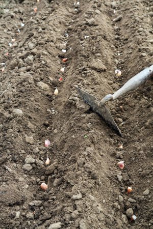 Close-up view of garlic planted in rows or holes of soil. The process of planting garlic cloves in a village garden. Home gardening concept.