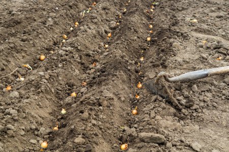 Les graines d'oignon sont plantées dans des fossés dans le jardin. Le concept de prendre soin d'une plantation ou de planter des oignons au printemps.