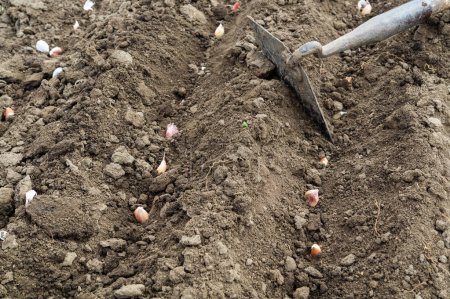 Garlic planted in the hole soil close-up. The process of planting garlic cloves in the garden. The concept of spring or autumn gardening.