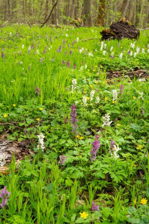 Corydalis flowers blooming in the forest on the lawn. Beautiful nature in the forest.