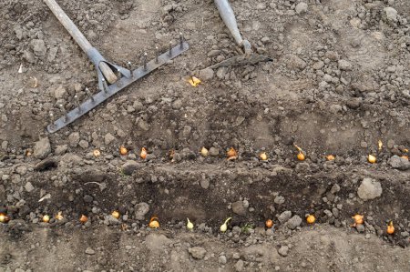Vue rapprochée des oignons plantés dans des rangées ou des trous de sol. Le processus de plantation de clous de girofle d'oignon dans le jardin. Concept de jardinage printanier ou automnal.