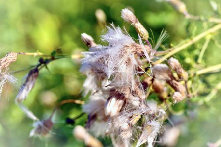 Photo for Close-up of seeds of a thistle on a green background - Royalty Free Image