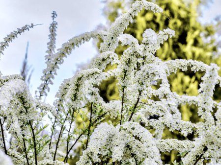 Téléchargez les photos : Buisson fleuri de spirea Vangutta dans le jardin de printemps. Les gens appellent ce buisson la mariée. - en image libre de droit