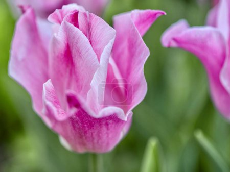 Rosa Tulpen im Frühlingsgarten. Geringe Tiefenschärfe.