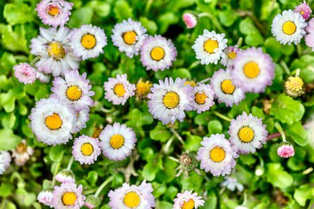Daisy (lat. Bellis) est un genre de plantes de la famille des Asteraceae. Daisy. Inflorescence de marguerite vivace (Bellis perennis)