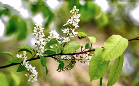 White bird cherry flowers on a branch with green leaves in the spring