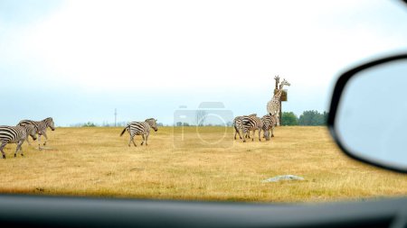 Group of wild zebras, giraffe eating grass in safari zoo park. Flock of zebras in the park. Wild animals at distance