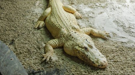 Ein großes Krokodil mit langem Schwanz und scharfen Zähnen liegt am Ufer eines Sees. Das Krokodil hat eine dunkelgraue Farbe und eine raue, schuppige Haut. Es sonnt sich auf einem warmen Felsen.