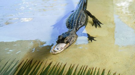 Berühmter kieferloser Alligator Jawlene ruht mit scharfen Zähnen auf Felsen im trüben grünen Teich.
