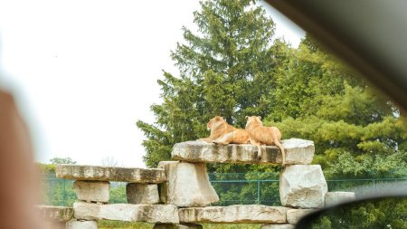 Von einem Felsbarsch in der Savanne aus überblicken stolze Löwen ihre üppig grüne Umgebung. Diese majestätischen Kreaturen sind die perfekten Motive für eine Safari in der Tierfotografie.
