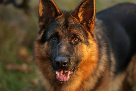 Close up portrait of happy friendly adult black and tan German Shepherd dog with open mouth and tongue looking at camera and posing outdoors in a forest, park. Pet on nature.