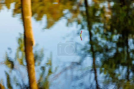 Téléchargez les photos : Canette de pêche colorée lumineuse flotte à la surface de l'eau du lac, rivière avec réflexion des arbres. Week-end vacances loisirs. Ambiance de détente et de tranquillité. Hobby capture de poisson concept - en image libre de droit