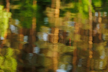 Téléchargez les photos : Canette de pêche colorée lumineuse flotte à la surface de l'eau du lac, rivière avec réflexion des arbres. Week-end vacances loisirs. Ambiance de détente et de tranquillité. Hobby capture de poisson concept - en image libre de droit