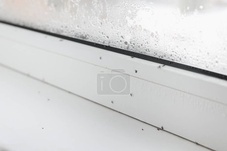 Photo for Close up of many dead midges and water droplets condensation on white metal-plastic window and windowsill indoors apartment. Problems with pests and high humidity - Royalty Free Image