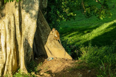 Foto de Mono en el parque de Anuradapura, provincia. Sri lanka - Imagen libre de derechos