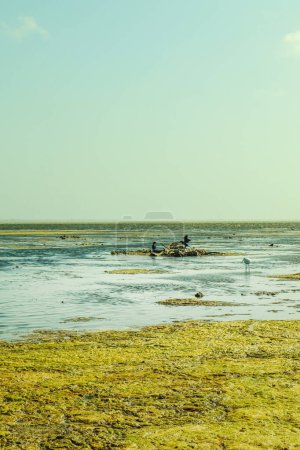 Photo for Wetland at low tide in the Sea. - Royalty Free Image