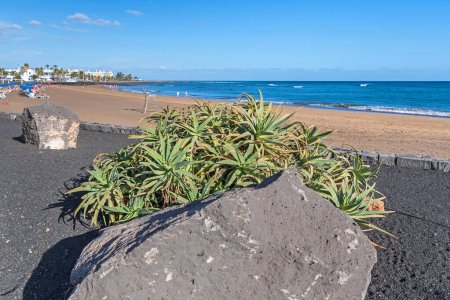 Foto de Puerto del Carmen, Spain - November 28, 2022: Huge Aloe vera plant cultivated on the island Lanzarote at the public beach and boardwalk Playa de los Pocillos between the Airport and Puerto del Carmen - Imagen libre de derechos