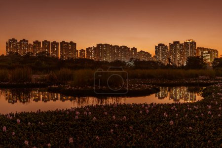 Téléchargez les photos : La jacinthe d'eau fleurit dans l'étang de Hong Kong au crépuscule - en image libre de droit