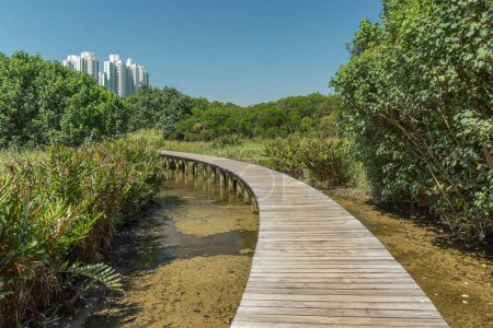 Téléchargez les photos : Sentier en bois dans le parc des zones humides de Hong Kong - en image libre de droit