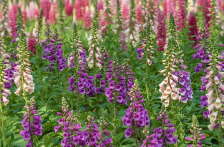 Photo for Beautiful digitalis or foxglove flower in garden - Royalty Free Image