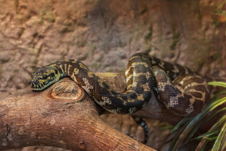 Photo for Close-up view of a Carpet Python (Morelia spilota cheynei) - Royalty Free Image