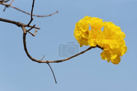 Photo for Closeup view of flower of golden trumpet tree - Royalty Free Image
