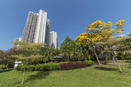 Téléchargez les photos : Trompette rose (Tabebuia rosea) dans le parc public de Hong Kong - en image libre de droit