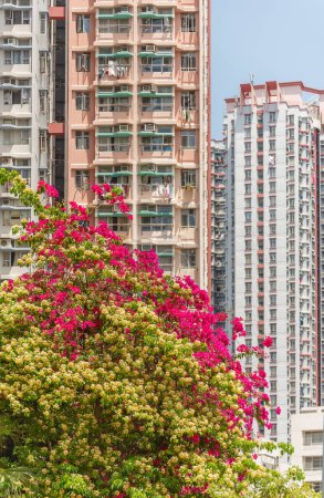 Téléchargez les photos : Floraison de fleurs dans un domaine public à Hong Kong - en image libre de droit